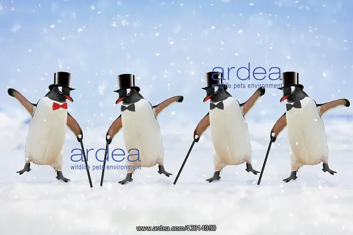 : Penguins - dancing wearing top hats & holding canes : Penguins - dancing wearing top hats & holding canes