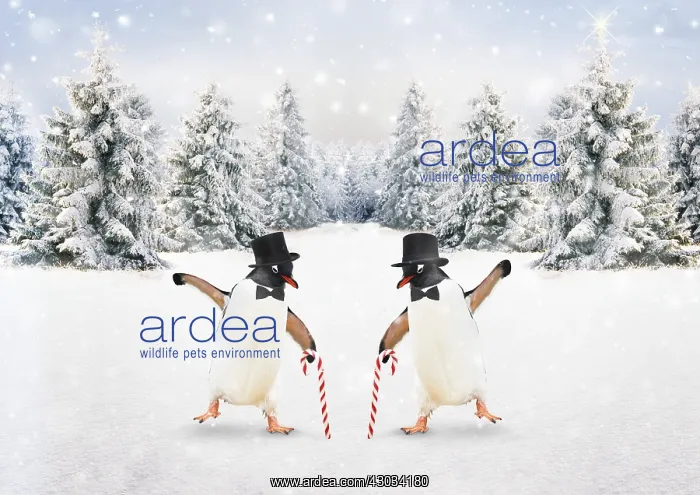  : Penguins dancing together in winter snow scene