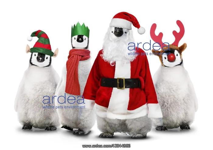  : Penguins dressed for Christmas