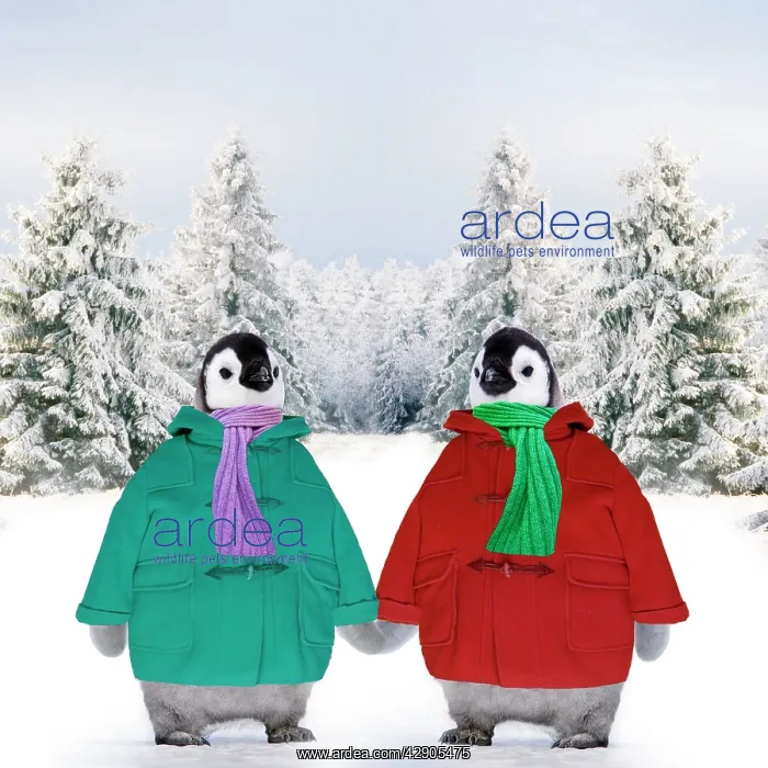 : Penguins - in duffle coats & scarves - holding : Penguins - in duffle coats & scarves - holding