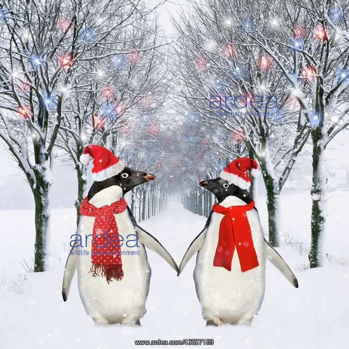 : Penguins, holding hands wearing Christmas hats walking : Penguins, holding hands wearing Christmas hats walking