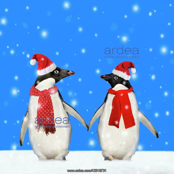 : Penguins, holding hands wearing Christmas hats walking : Penguins, holding hands wearing Christmas hats walking