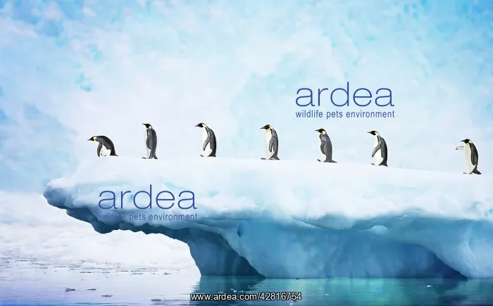 : Penguins - line walking along iceberg : Penguins - line walking along iceberg