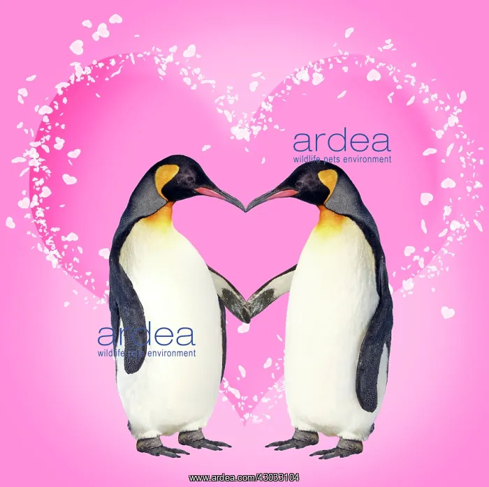 : Penguins, pair kissing holding hands creating heart shape : Penguins, pair kissing holding hands creating heart shape