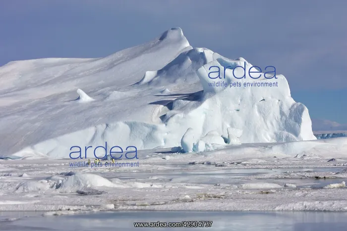 : Penguins - small group infront of iceberg : Penguins - small group infront of iceberg
