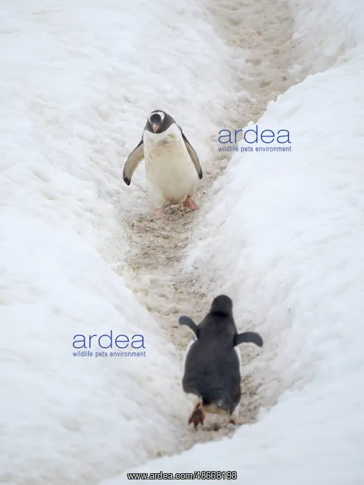 : Penguins walking to colony. Gentoo penguin in deep snow in : Penguins walking to colony. Gentoo penguin in deep snow in