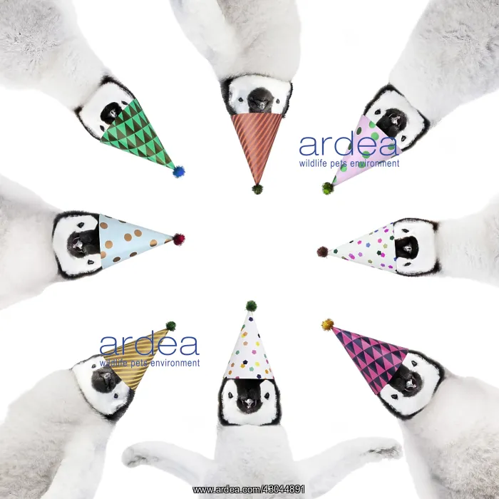 : Penguins wearing birthday party hats in a circle : Penguins wearing birthday party hats in a circle