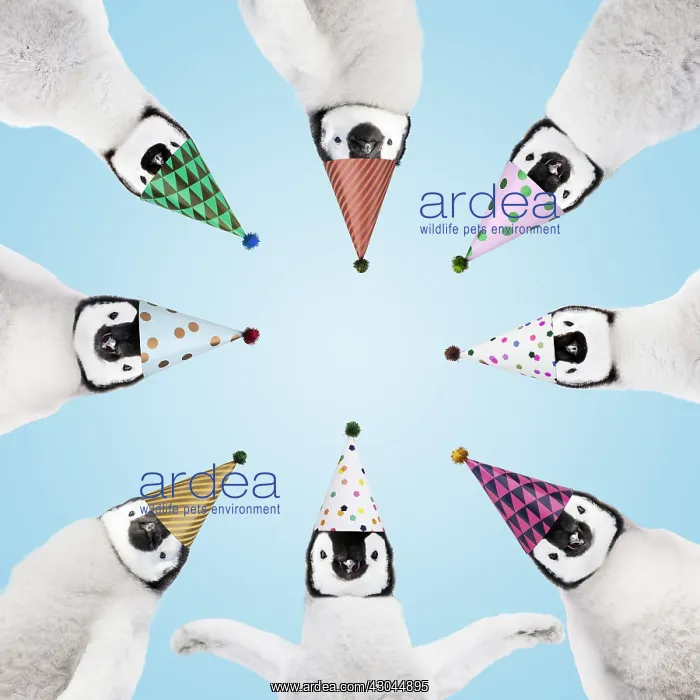 : Penguins wearing birthday party hats in a circle : Penguins wearing birthday party hats in a circle