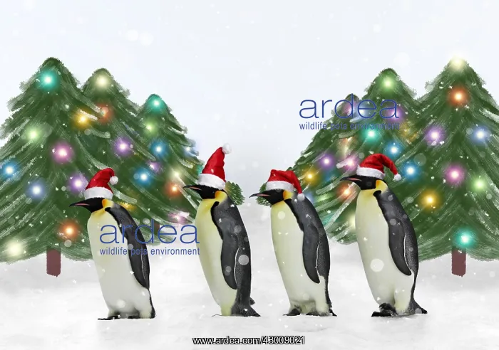 : Penguins wearing Christmas hats with Christmas : Penguins wearing Christmas hats with Christmas