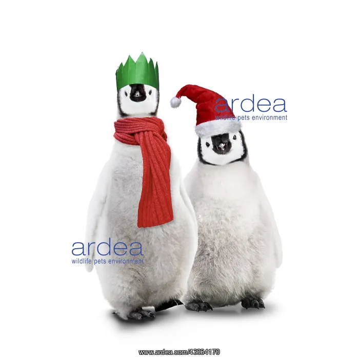 : Penguins, wearing Christmas hats and scarf in : Penguins, wearing Christmas hats and scarf in