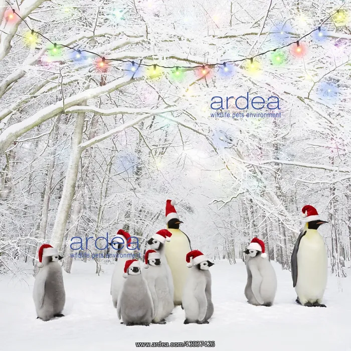 : Penguins wearing Christmas hats in Winter woodland : Penguins wearing Christmas hats in Winter woodland