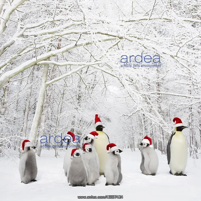 : Penguins wearing Christmas hats in Winter woodland with snow : Penguins wearing Christmas hats in Winter woodland with snow