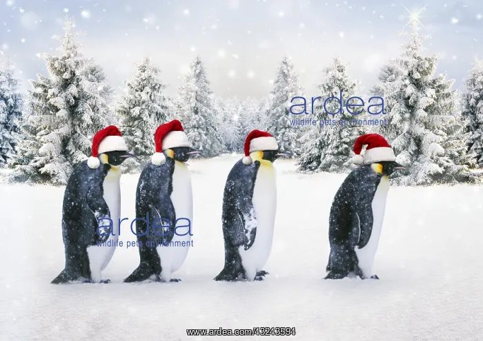 : Penguins in winter snow scene, with top hats : Penguins in winter snow scene, with top hats