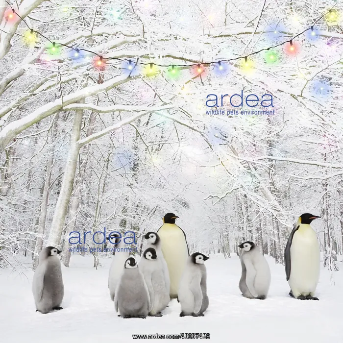  : Penguins in Winter woodland with snow and Christmas lights