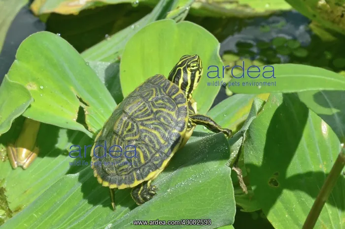 : Peninsula Cooter : Peninsula Cooter
