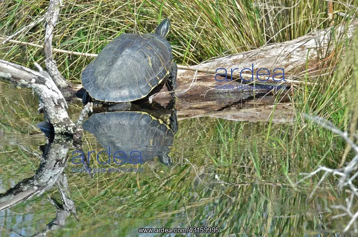 : Peninsula Cooter : Peninsula Cooter