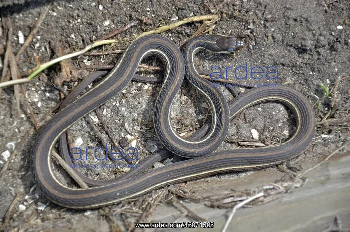 : Peninsula Ribbon Snake : Peninsula Ribbon Snake