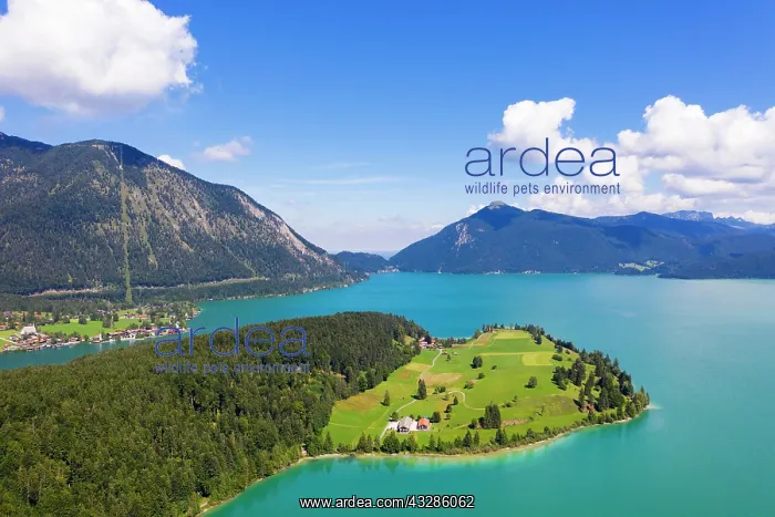 : Peninsula Zwergern, Lake Walchensee, aerial view : Peninsula Zwergern, Lake Walchensee, aerial view
