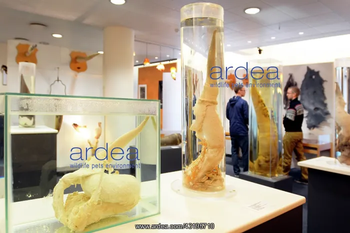 : The Penis museum houses a large collection of animals : The Penis museum houses a large collection of animals