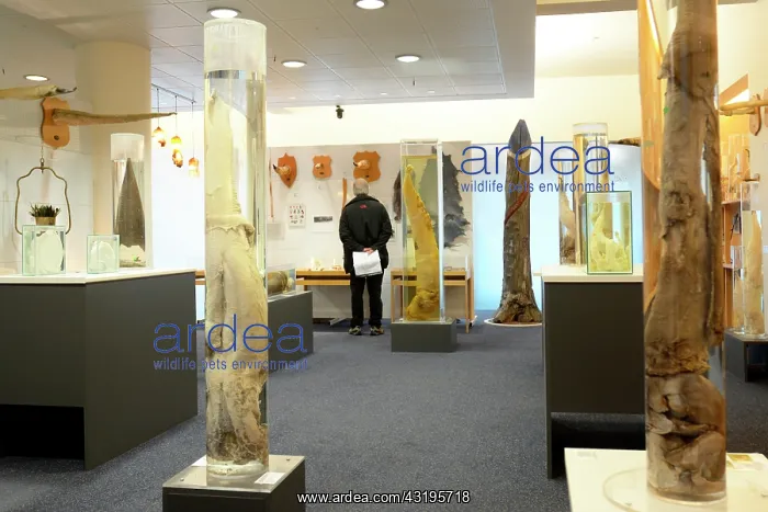 : The Penis museum houses a large collection of animals : The Penis museum houses a large collection of animals