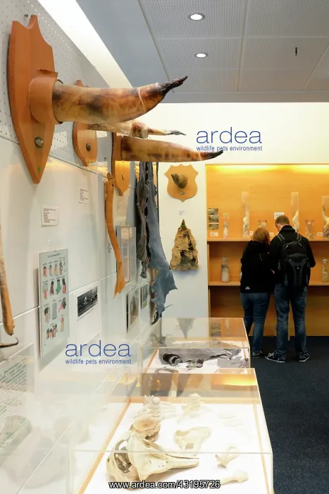 : The Penis museum houses a large collection of animals : The Penis museum houses a large collection of animals