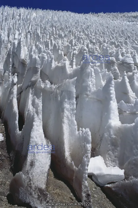 : Penitentes : Penitentes
