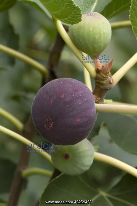 : Penjab Fig (Ficus palmata) : Penjab Fig (Ficus palmata)