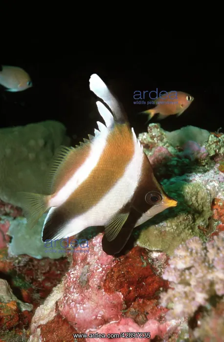 : Pennant / Horned BANNERFISH / Threeband Pennantfish : Pennant / Horned BANNERFISH / Threeband Pennantfish