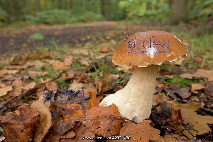 : Penny Bun Boletus Fungi - Autumn : Penny Bun Boletus Fungi - Autumn