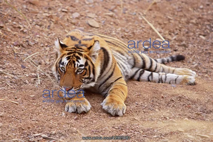 : Pensive Royal Bengal / Indian Tiger : Pensive Royal Bengal / Indian Tiger