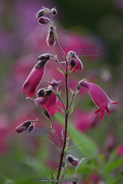 : Penstemon, Penstemon : Penstemon, Penstemon