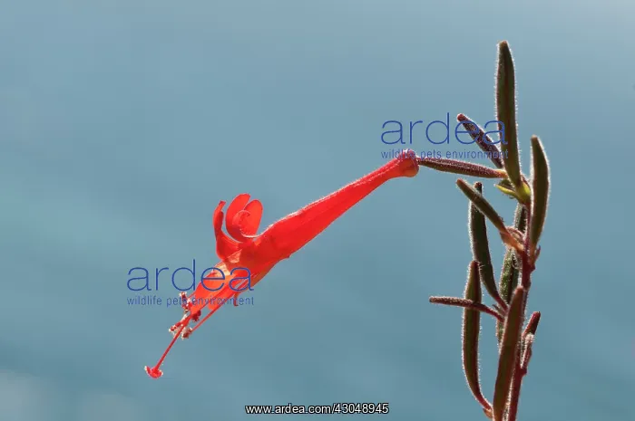 : Penstemon, Penstemon : Penstemon, Penstemon