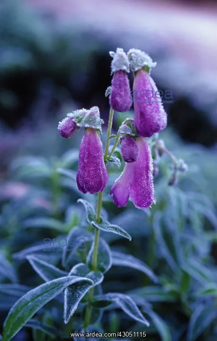 : Penstemon, Penstemon : Penstemon, Penstemon