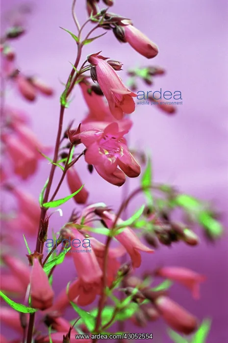 : Penstemon : Penstemon