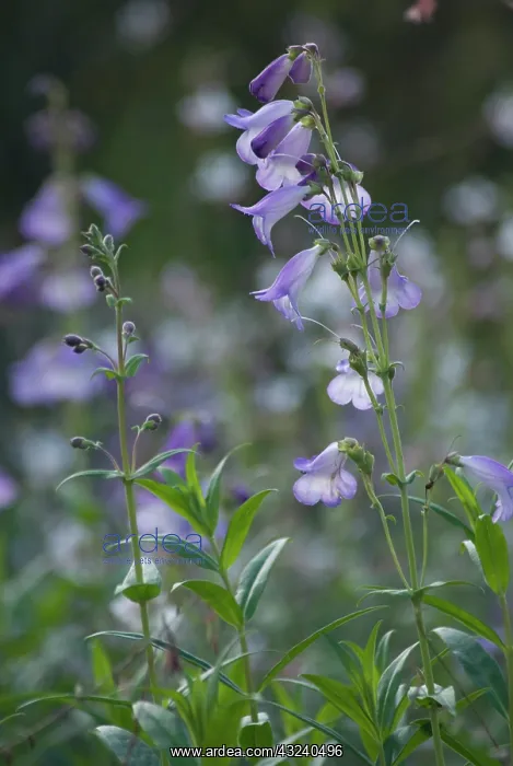 : Penstemon, Penstemon Alice Hindley : Penstemon, Penstemon Alice Hindley