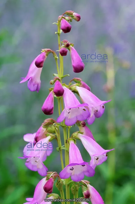 : Penstemon Alice Hindley - flowering, july : Penstemon Alice Hindley - flowering, july