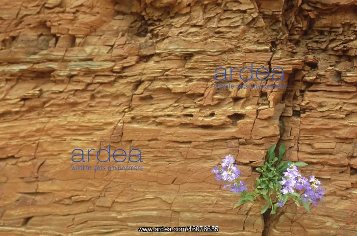  : Penstemon flower in sandstone crevice