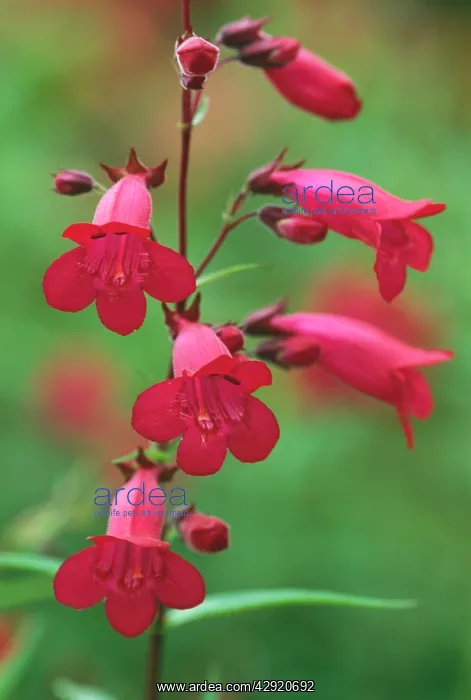  : Penstemon Garnet