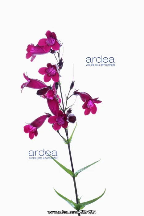 : Penstemon, Penstemon cultivar, Pink subject, White : Penstemon, Penstemon cultivar, Pink subject, White