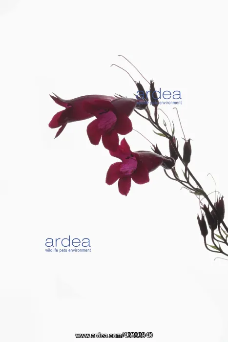  : Penstemon, Penstemon cultivar, Red subject, White
