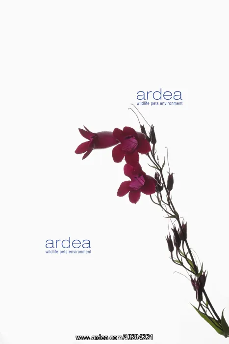 : Penstemon, Penstemon cultivar, Red subject, White : Penstemon, Penstemon cultivar, Red subject, White