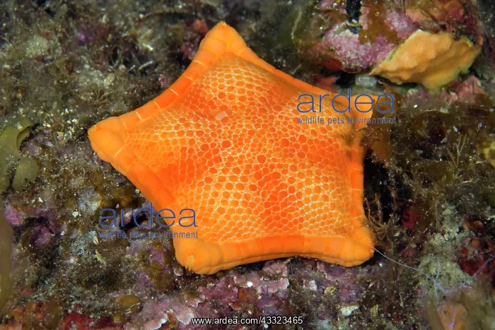 : penta star, Peltaster placenta, Ponza Island, Italy, Tyrrhen : penta star, Peltaster placenta, Ponza Island, Italy, Tyrrhen