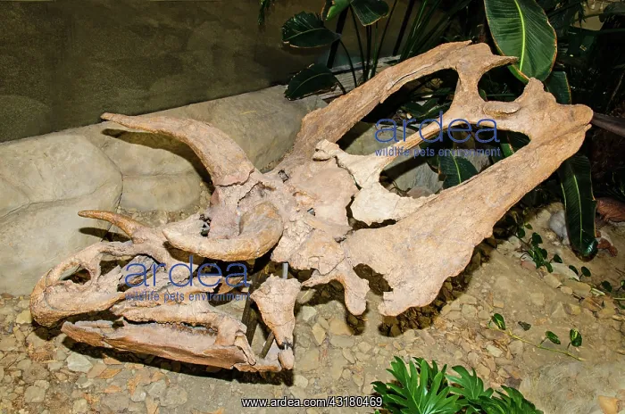 : Pentaceratops Sternbergii Dinosaur Skull Fossil : Pentaceratops Sternbergii Dinosaur Skull Fossil