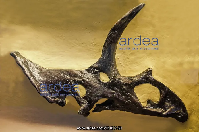  : Pentaceratops Sternbergii Skull Fossil