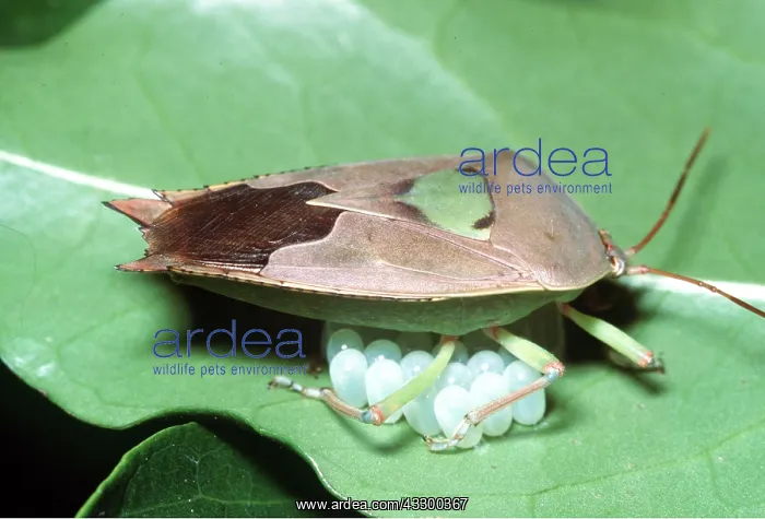 : Pentatomid Bug - guarding eggs : Pentatomid Bug - guarding eggs