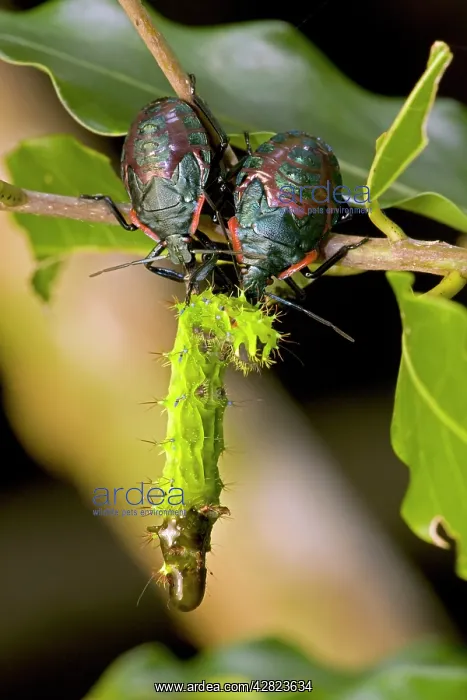 : Pentatomid nymphs - eating Saturniid caterpillar : Pentatomid nymphs - eating Saturniid caterpillar
