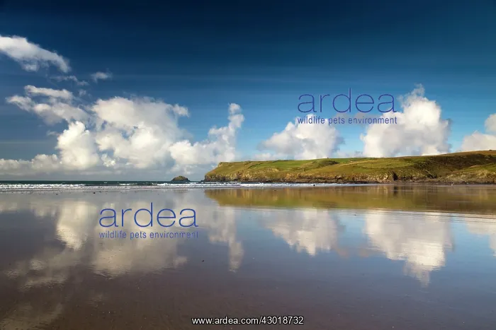 : Pentire Point view from Polzeath : Pentire Point view from Polzeath