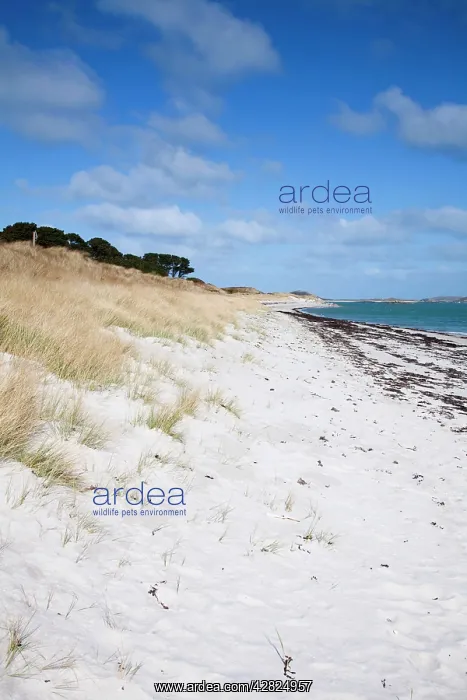 : Pentle Bay - with snow on beach : Pentle Bay - with snow on beach