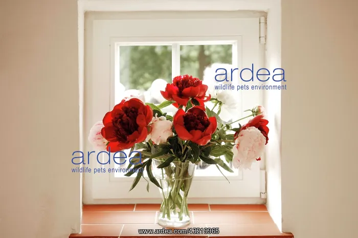 : Peonies (Paeoniaceae) in the window, Bavaria, Germany : Peonies (Paeoniaceae) in the window, Bavaria, Germany