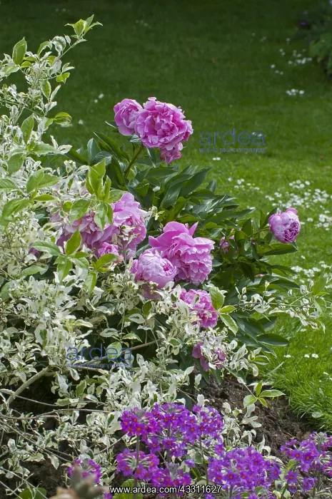 : Peony Alexandre Dumas in bloom in a garden : Peony Alexandre Dumas in bloom in a garden
